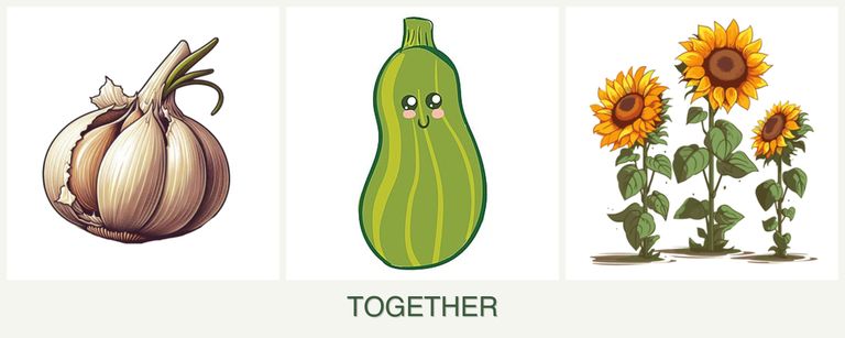 Can you plant garlic, zucchini and sunflowers together?