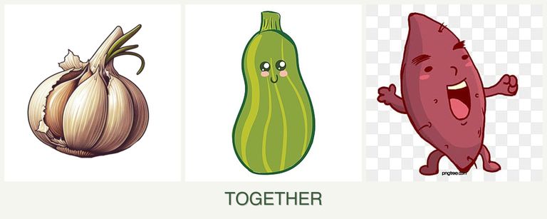 Can you plant garlic, zucchini and sweet potatoes together?