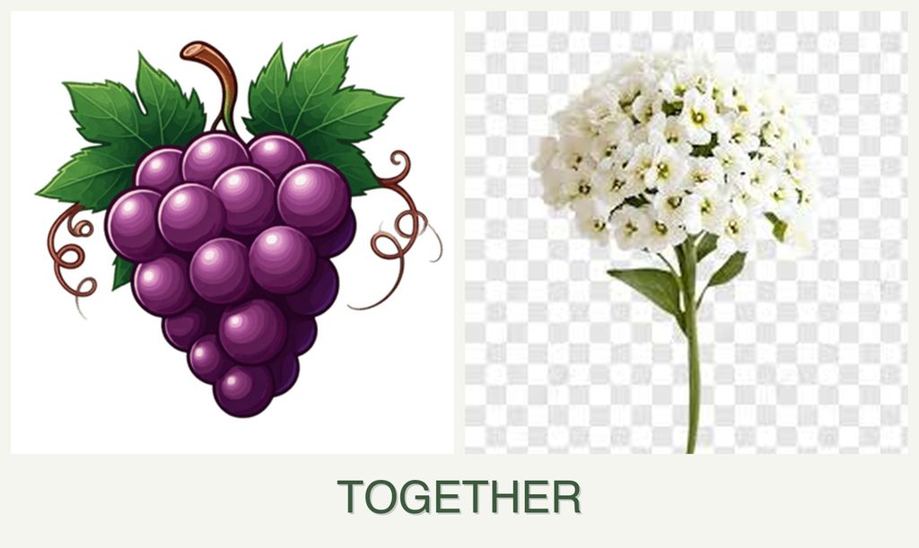 Can you plant grapes and alyssum together?