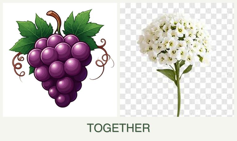 Can you plant grapes and alyssum together?