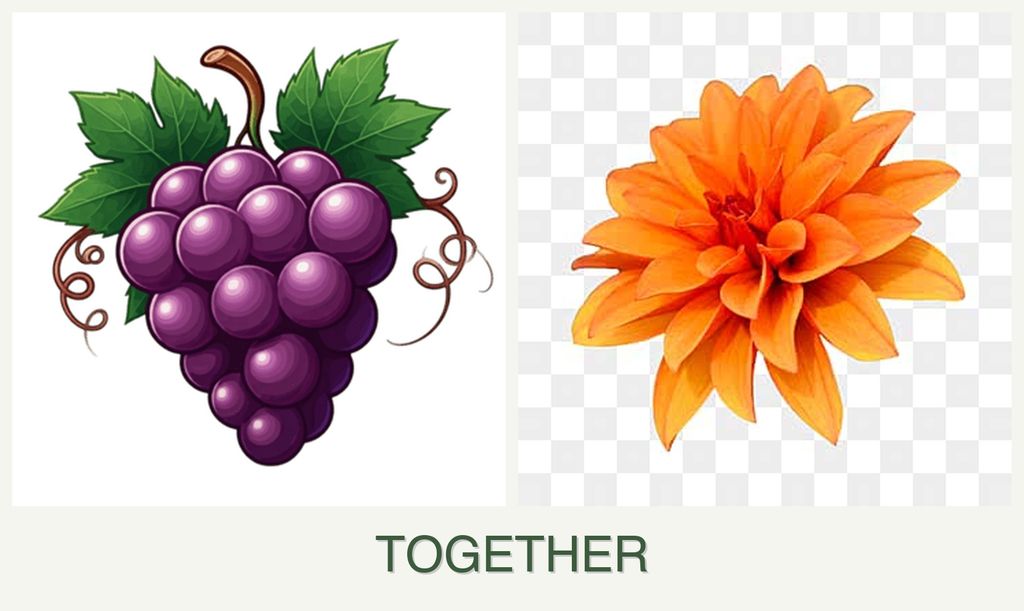 Can you plant grapes and dahlias together?