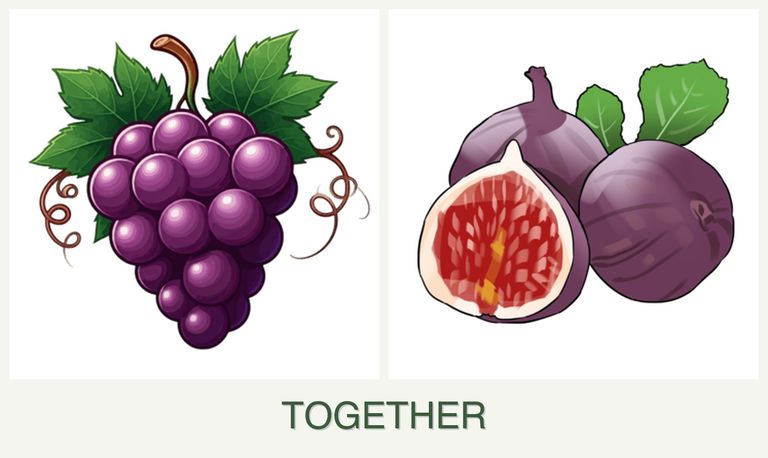 Can you plant grapes and figs together?
