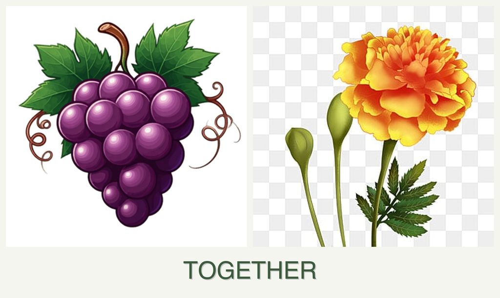 Can you plant grapes and marigolds together?