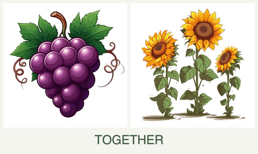 Can you plant grapes and sunflowers together?