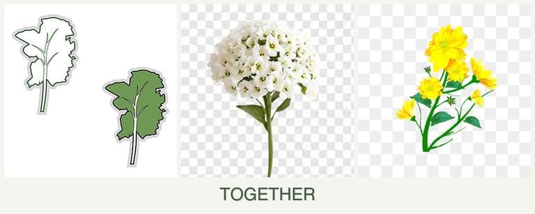 Can you plant kale, alyssum and calendula together?