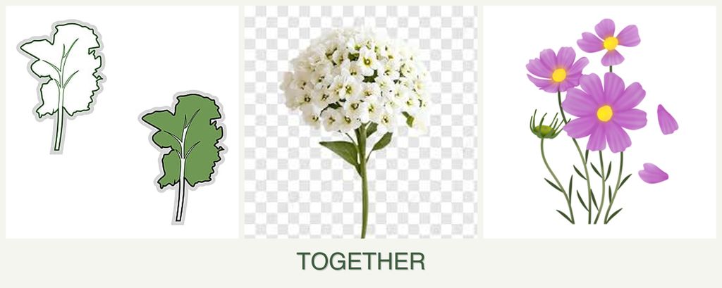 Can you plant kale, alyssum and cosmos together?