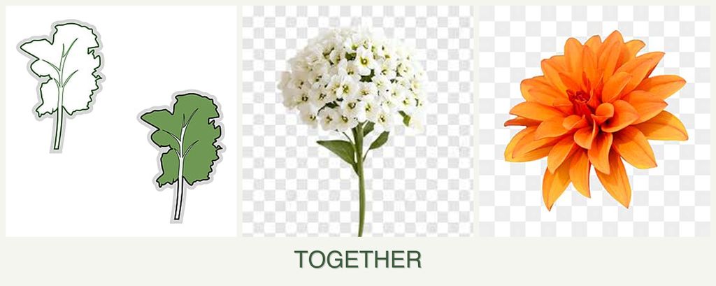 Can you plant kale, alyssum and dahlias together?