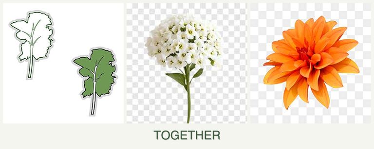 Can you plant kale, alyssum and dahlias together?
