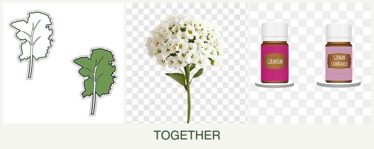 Can you plant kale, alyssum and geraniums together?