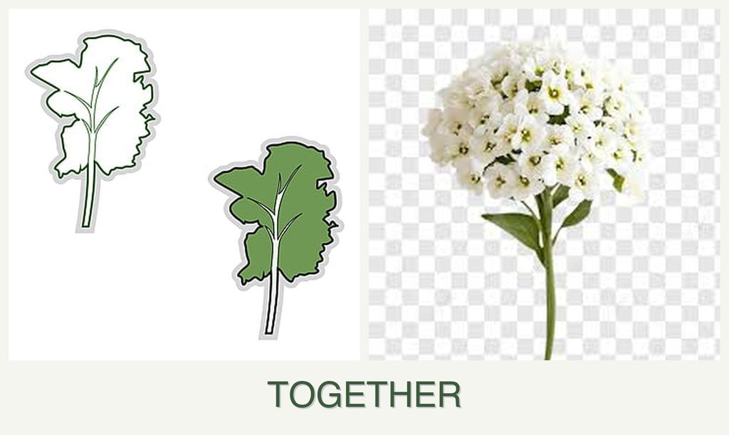 Can you plant kale and alyssum together?