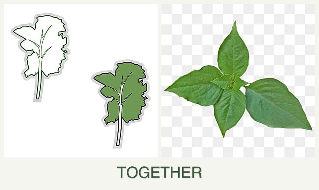 Can you plant kale and basil together?