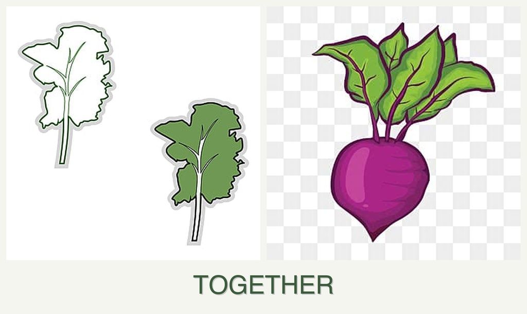 Can you plant kale and beets together?