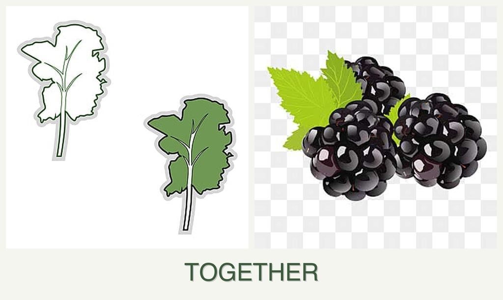 Can you plant kale and blackberries together?