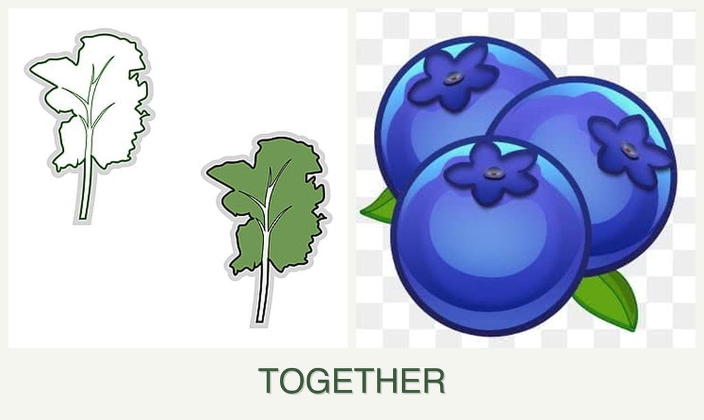 Can you plant kale and blueberries together?
