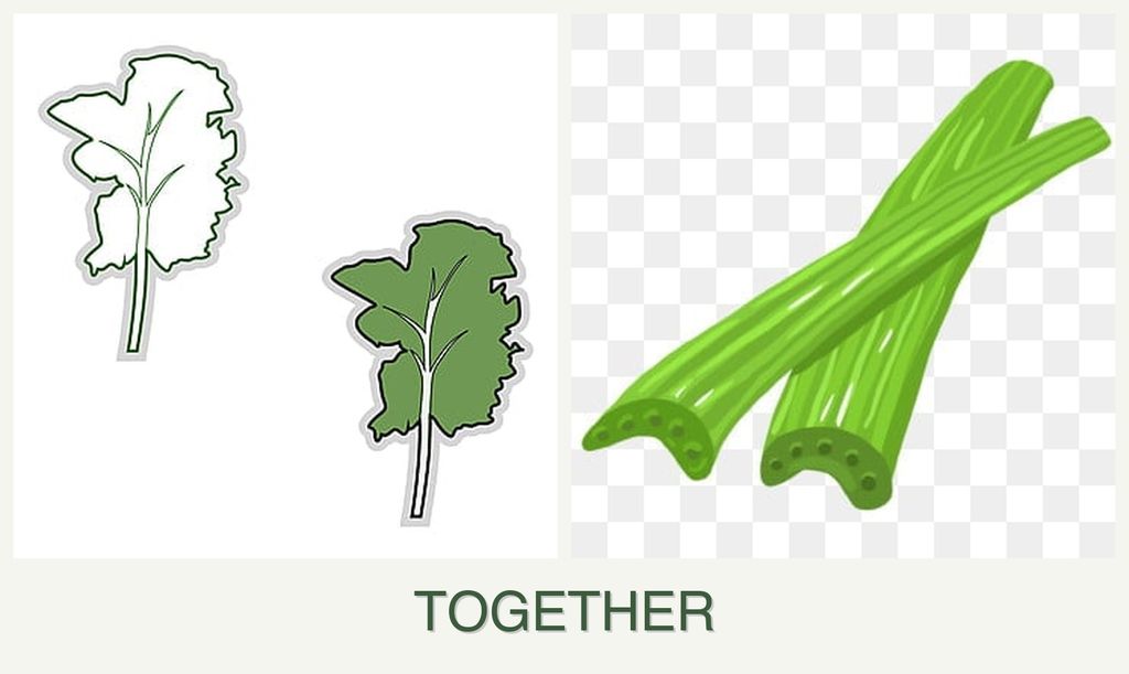 Can you plant kale and celery together?