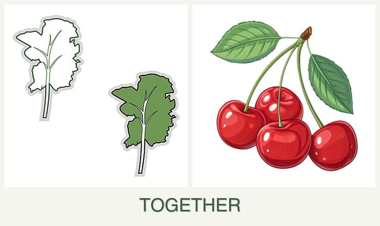 Can you plant kale and cherries together?