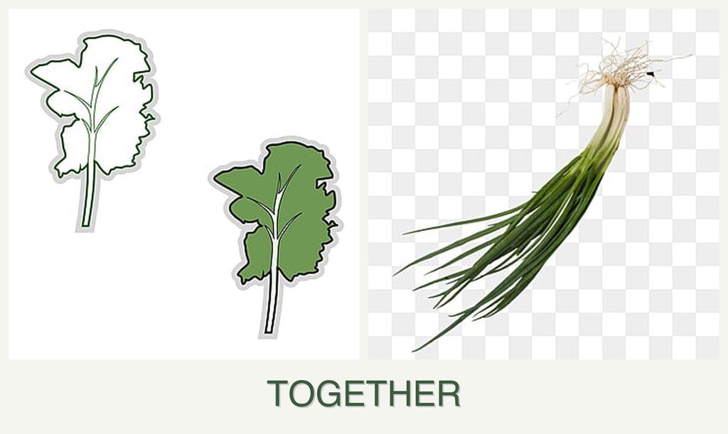 Can you plant kale and chives together?