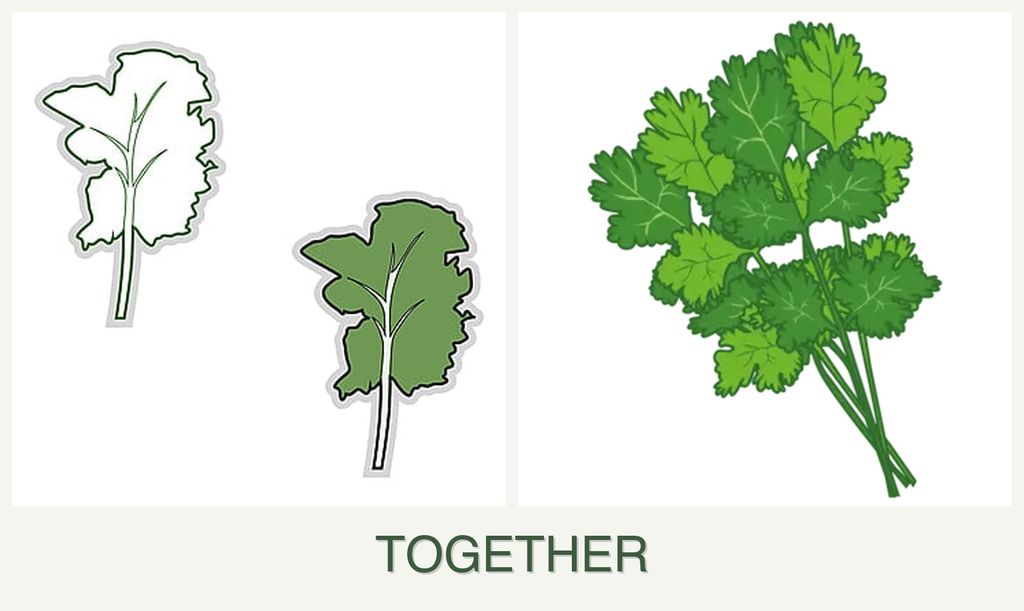 Can you plant kale and cilantro together?