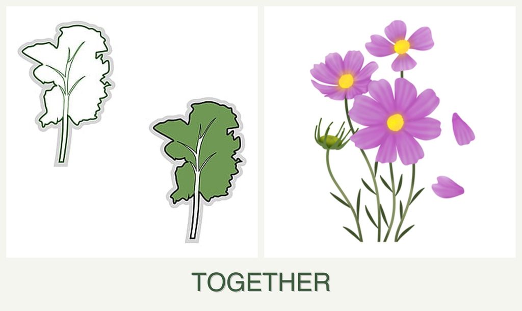 Can you plant kale and cosmos together?