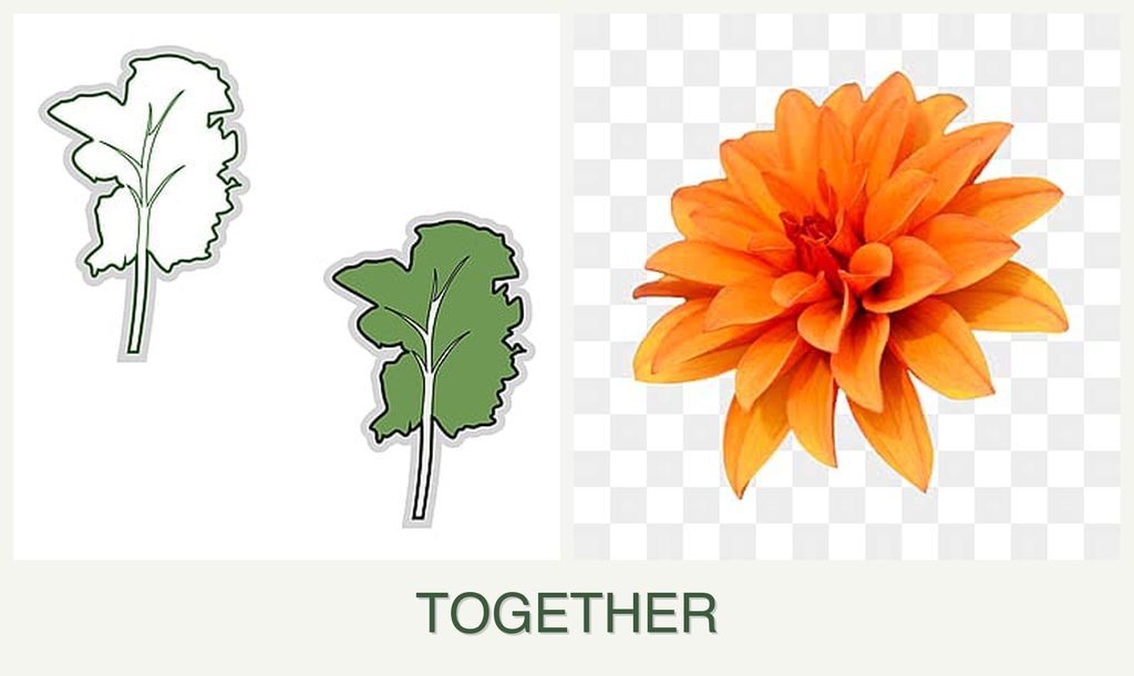 Can you plant kale and dahlias together?