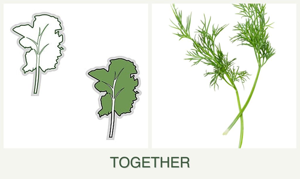 Can you plant kale and dill together?