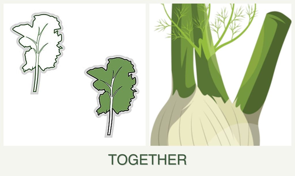 Can you plant kale and fennel together?