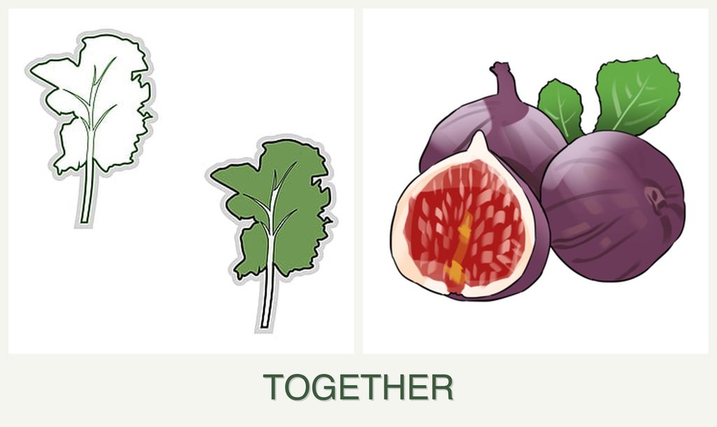 Can you plant kale and figs together?