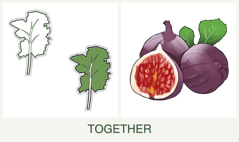 Can you plant kale and figs together?