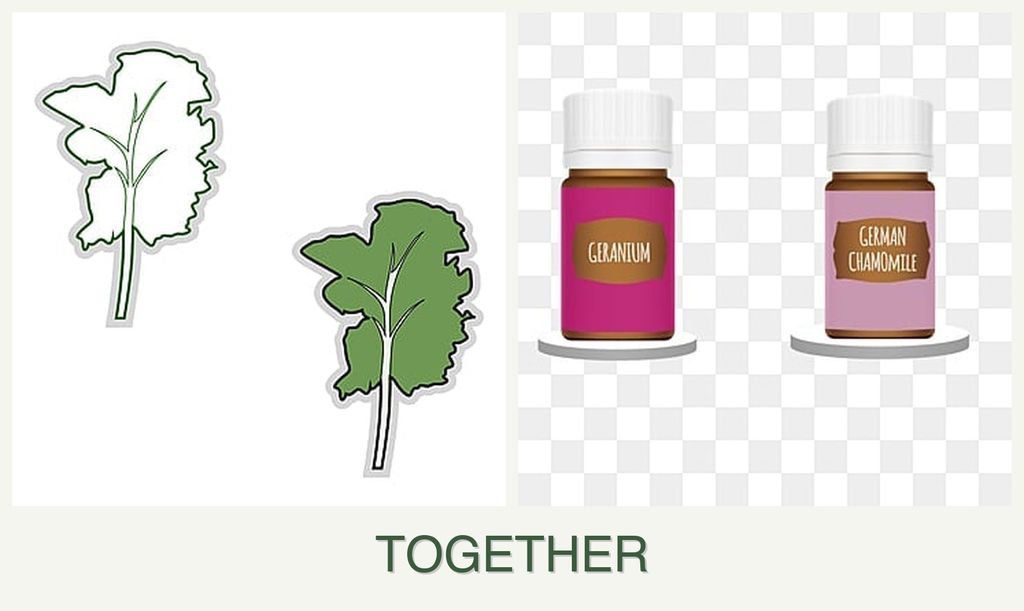 Can you plant kale and geraniums together?