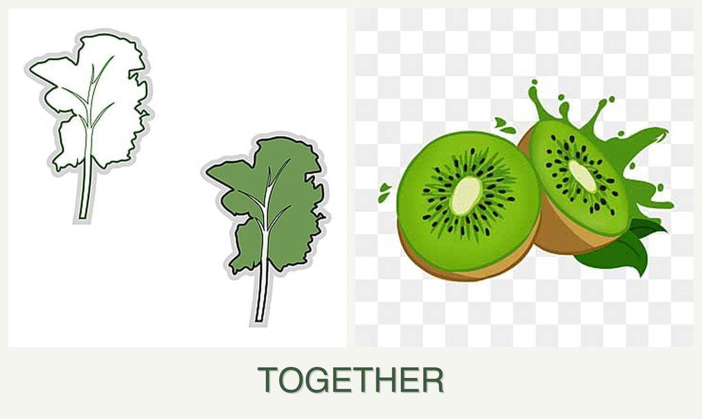 Can you plant kale and kiwi together?