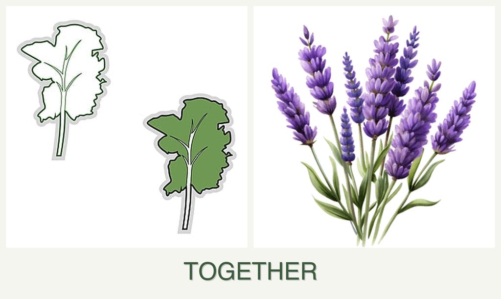 Can you plant kale and lavender together?