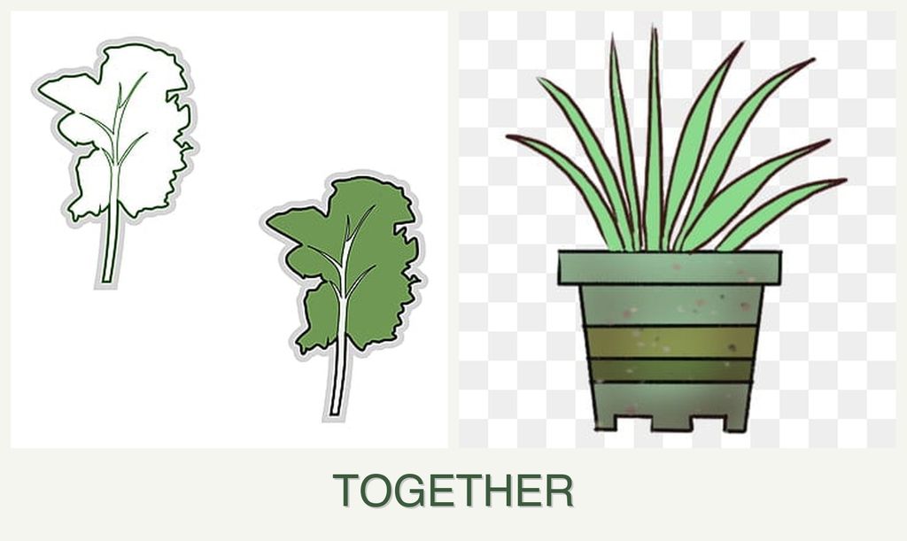Can you plant kale and lemongrass together?