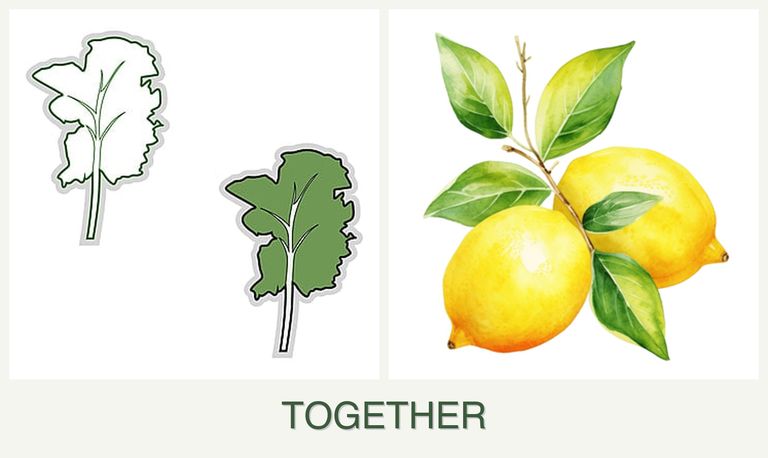 Can you plant kale and lemons together?