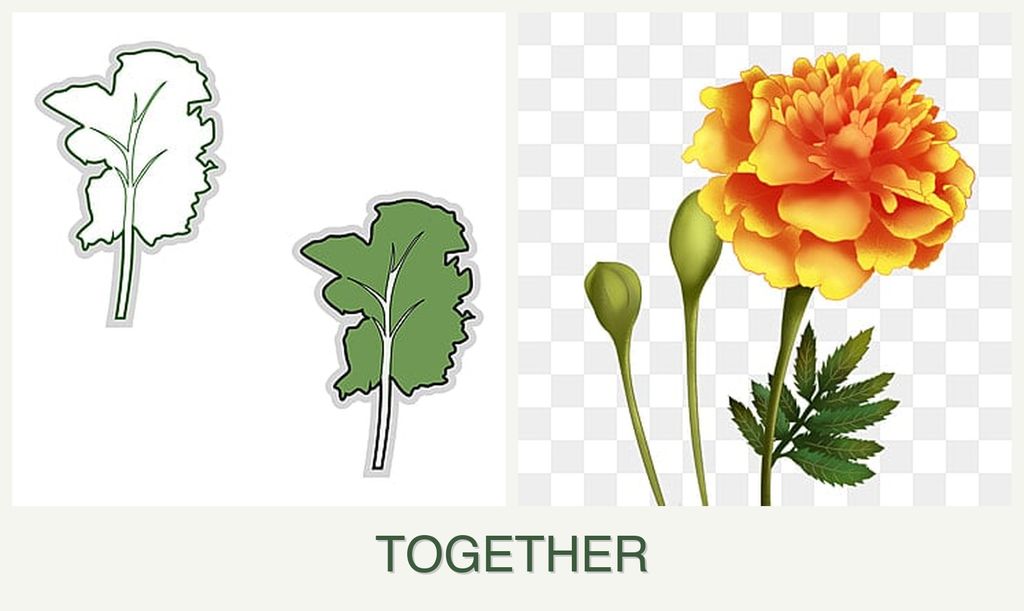 Can you plant kale and marigolds together?