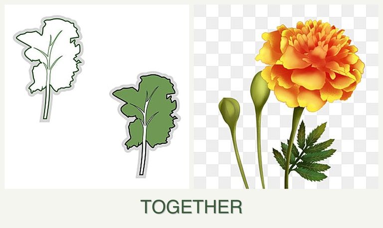 Can you plant kale and marigolds together?