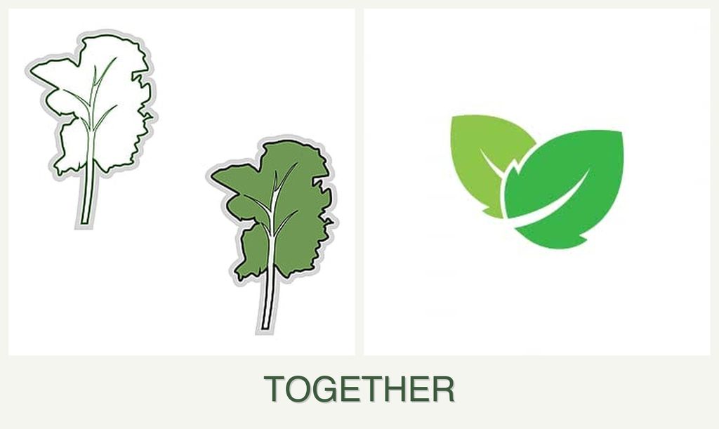 Can you plant kale and mint together?