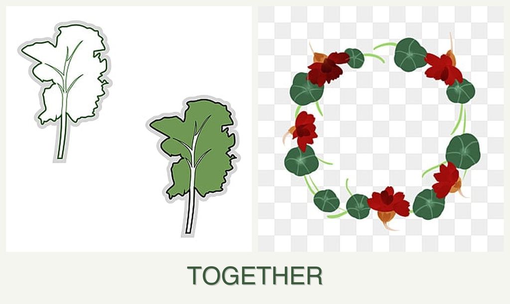 Can you plant kale and nasturtiums together?