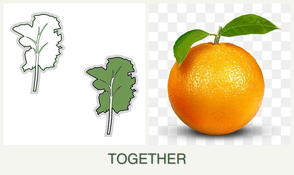 Can you plant kale and oranges together?