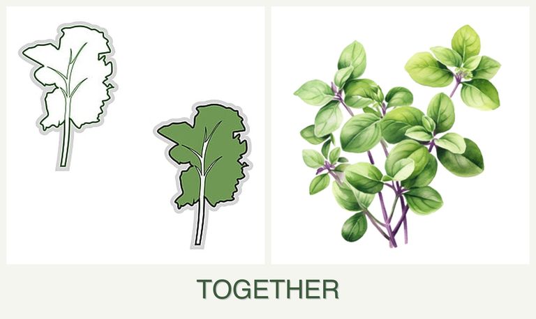 Can you plant kale and oregano together?