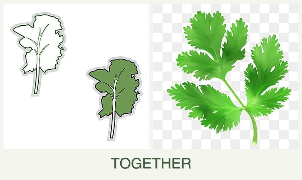 Can you plant kale and parsley together?