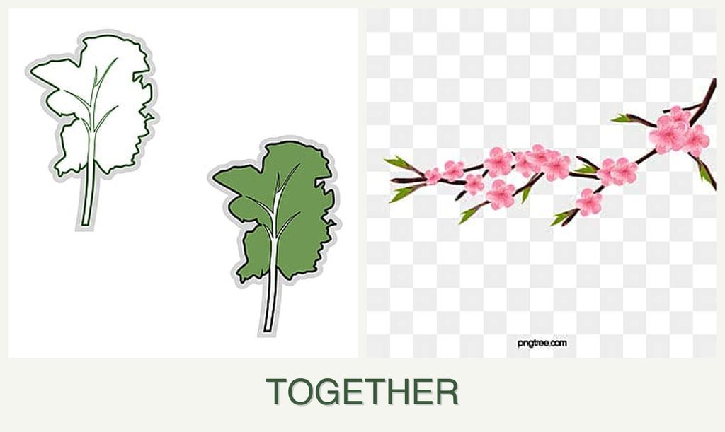 Can you plant kale and peaches together?