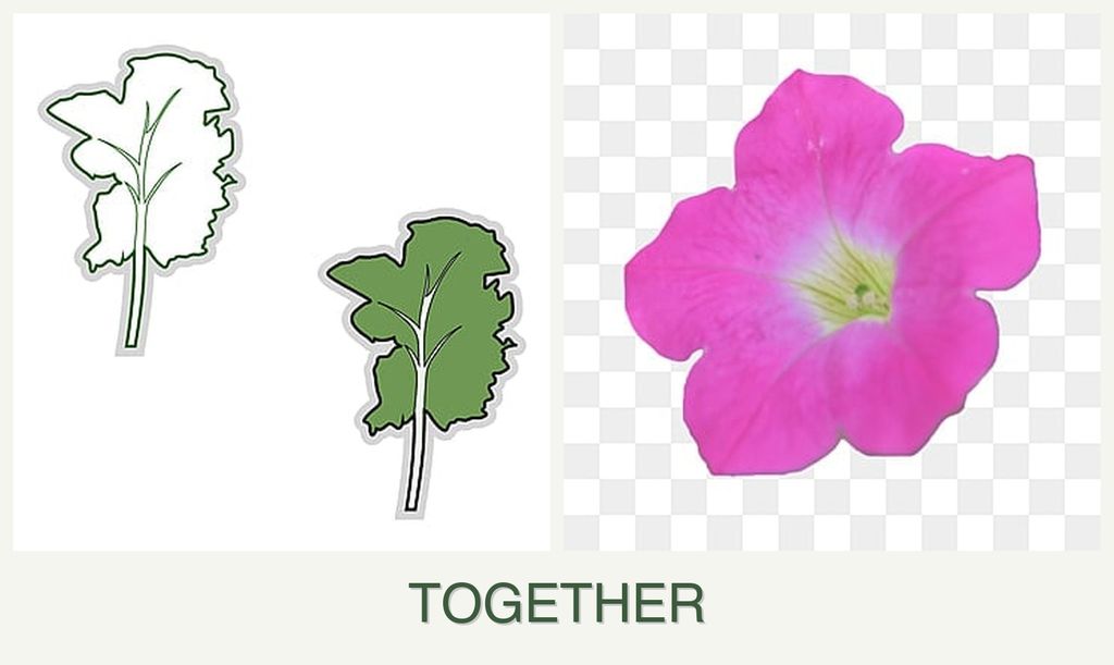 Can you plant kale and petunias together?