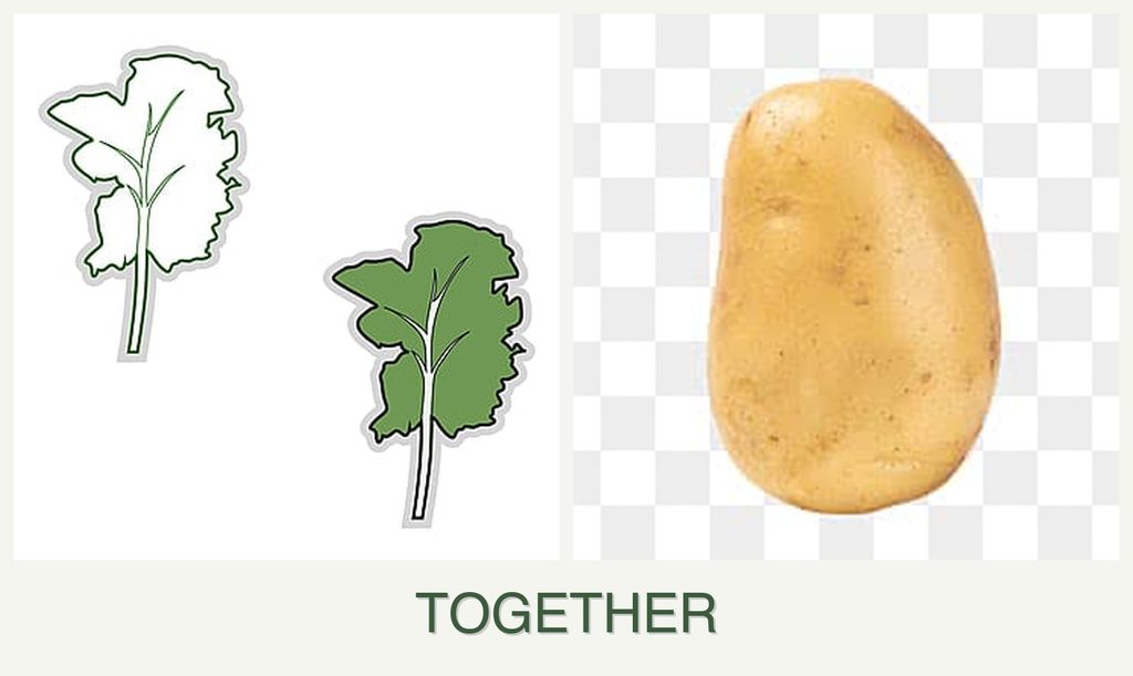 Can you plant kale and potatoes together?