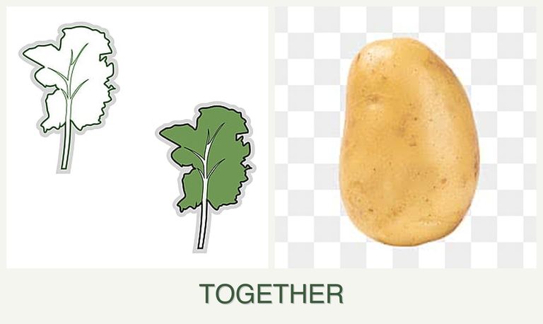 Can you plant kale and potatoes together?
