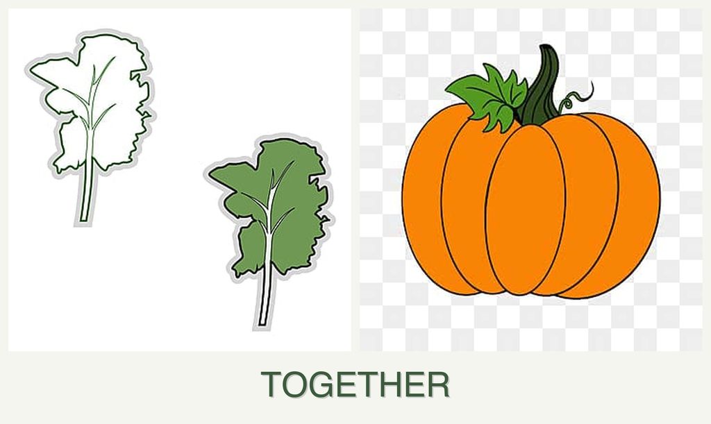 Can you plant kale and pumpkin together?
