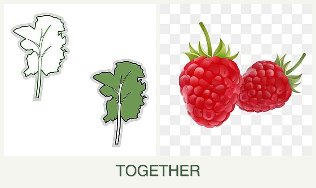 Can you plant kale and raspberries together?
