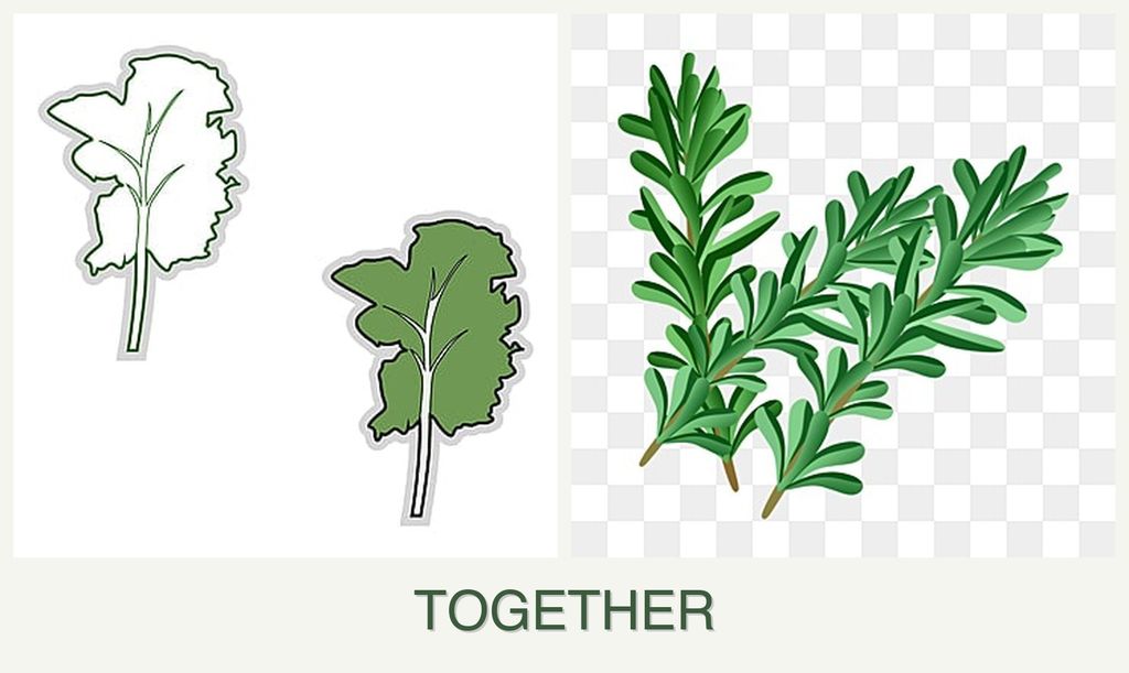 Can you plant kale and rosemary together?