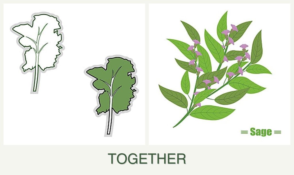 Can you plant kale and sage together?