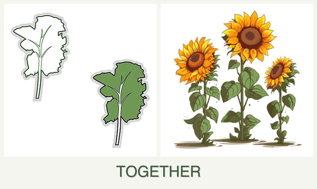 Can you plant kale and sunflowers together?
