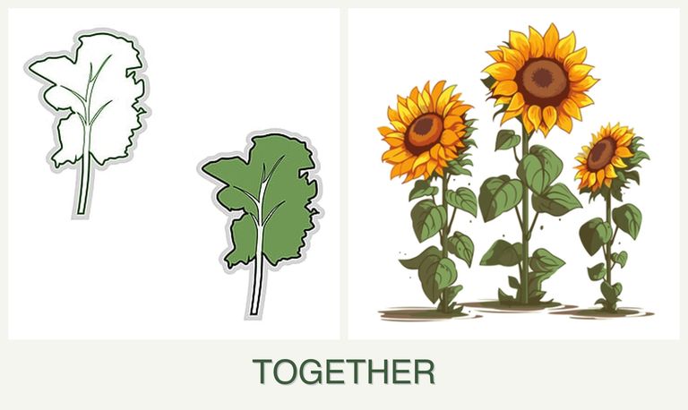 Can you plant kale and sunflowers together?